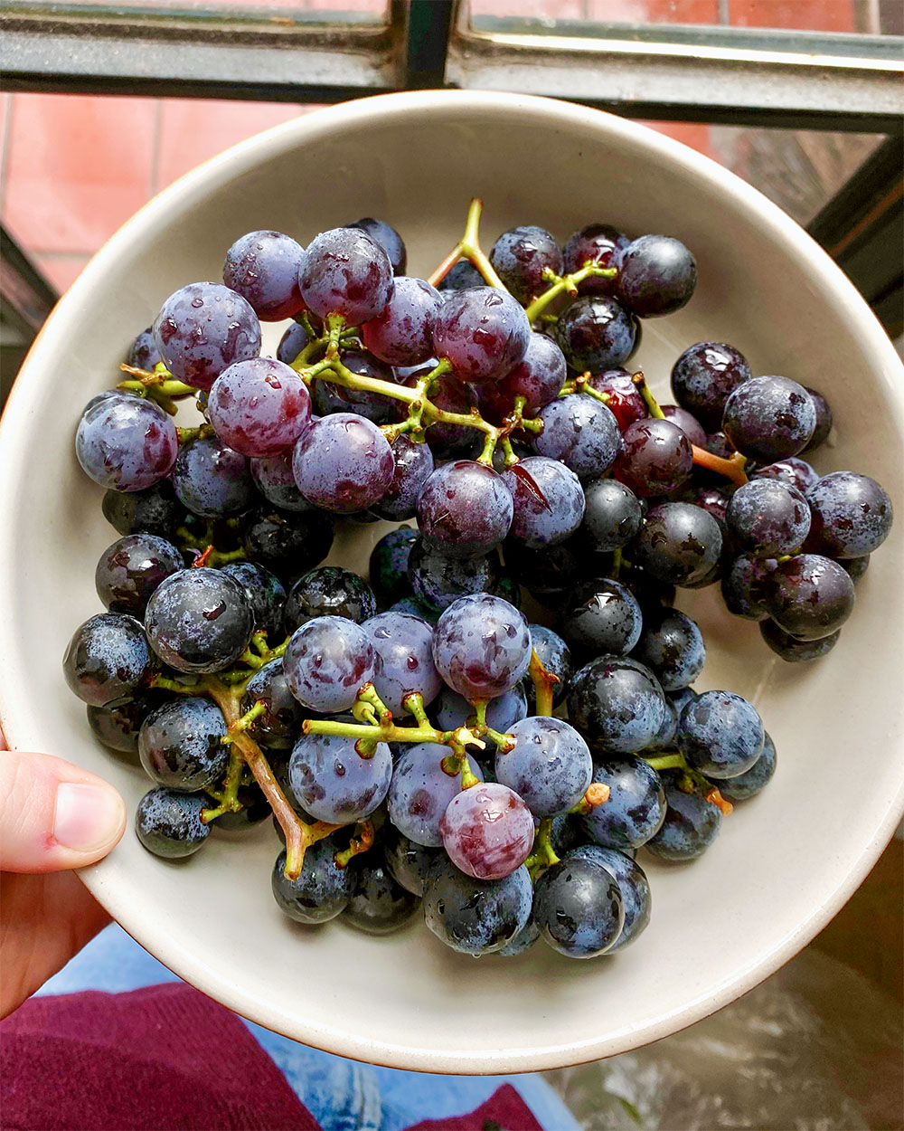 a bowl of purple grapes