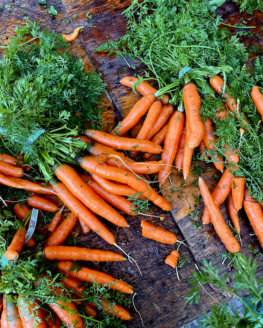 carrots with green tops